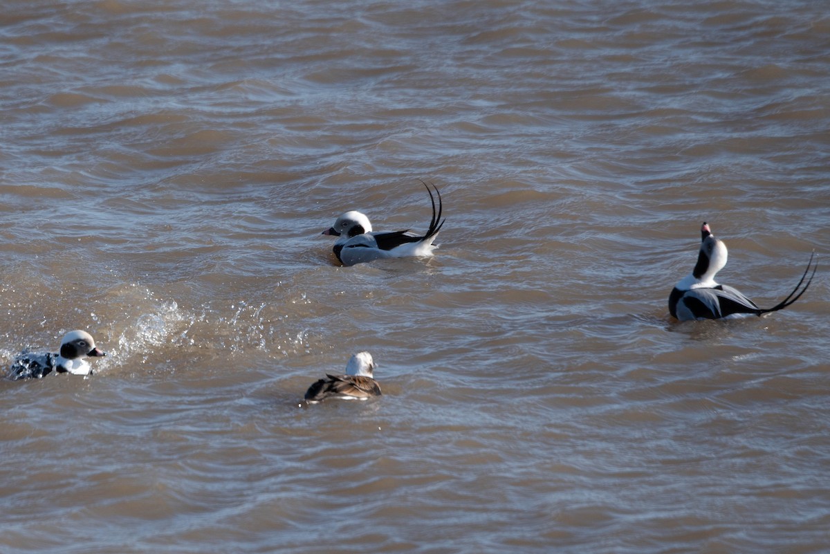 Long-tailed Duck - ML613580939
