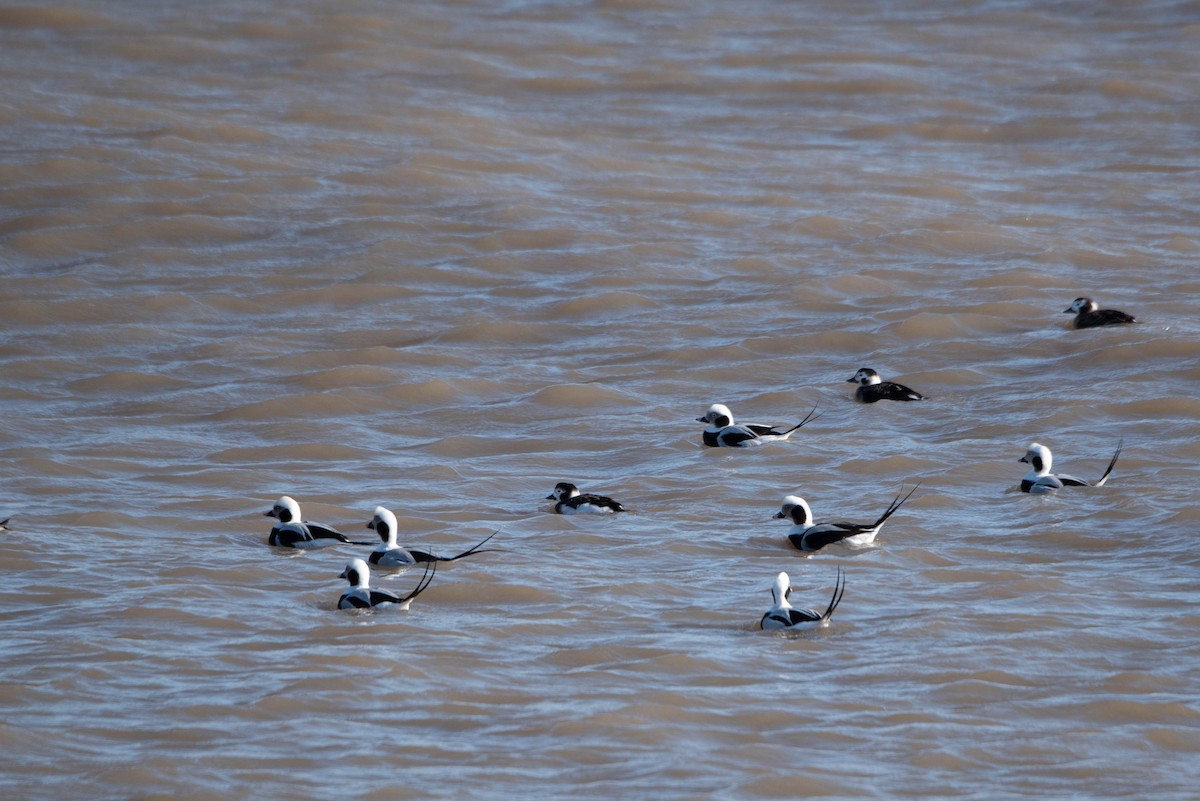 Long-tailed Duck - Andrea Heine