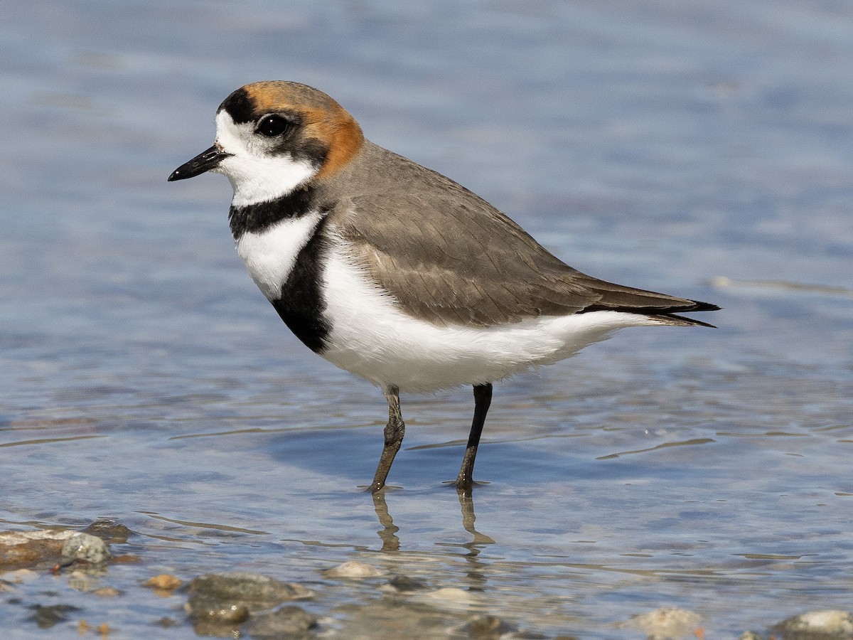 Two-banded Plover - ML613581061