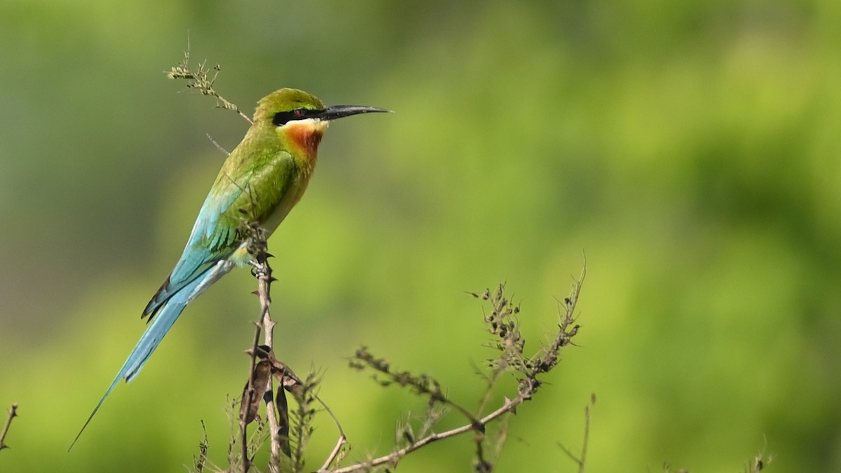 Blue-tailed Bee-eater - ML613581099