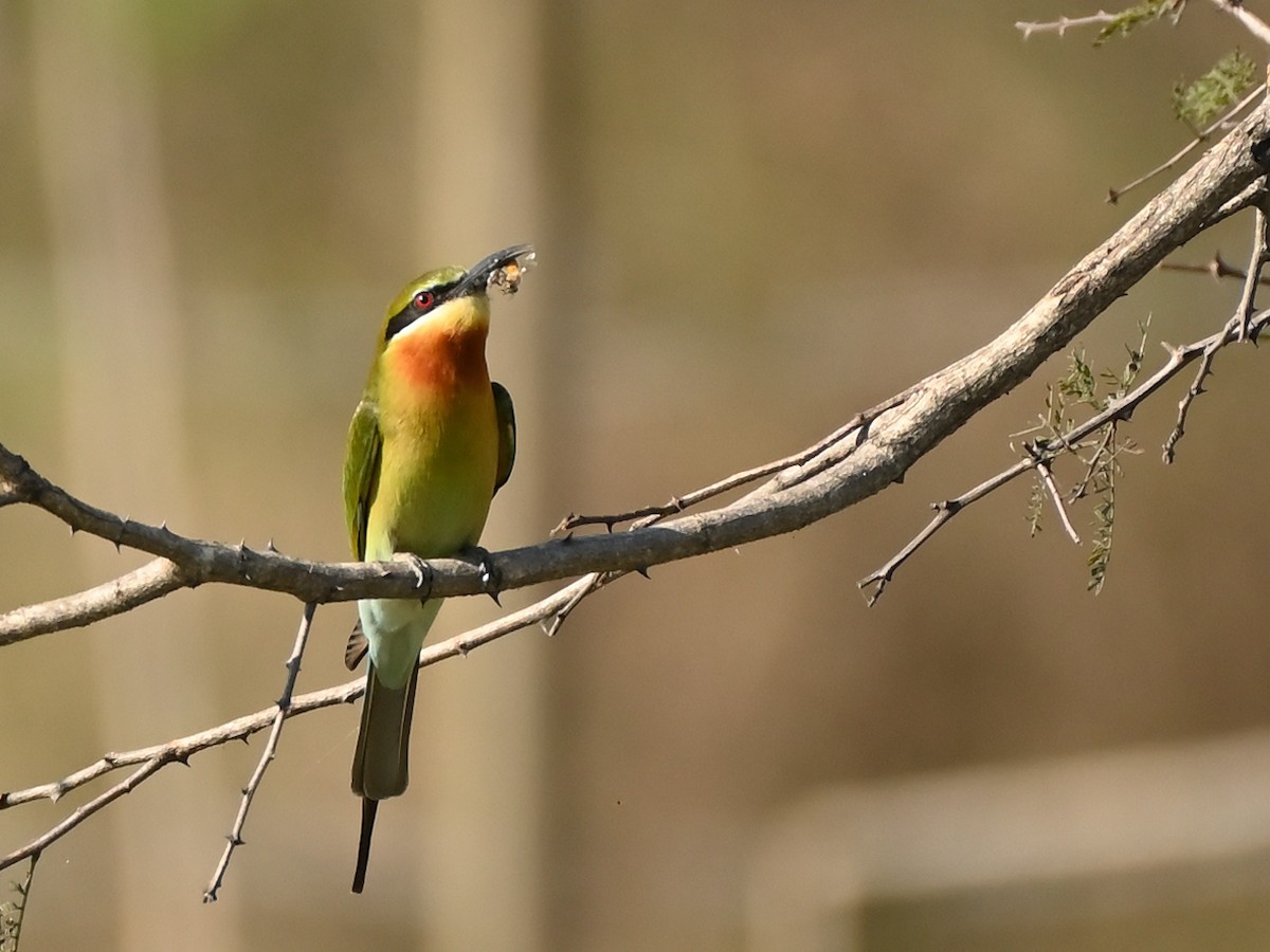 Blue-tailed Bee-eater - ML613581101