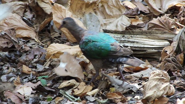 holub zelenokřídlý - ML613581118