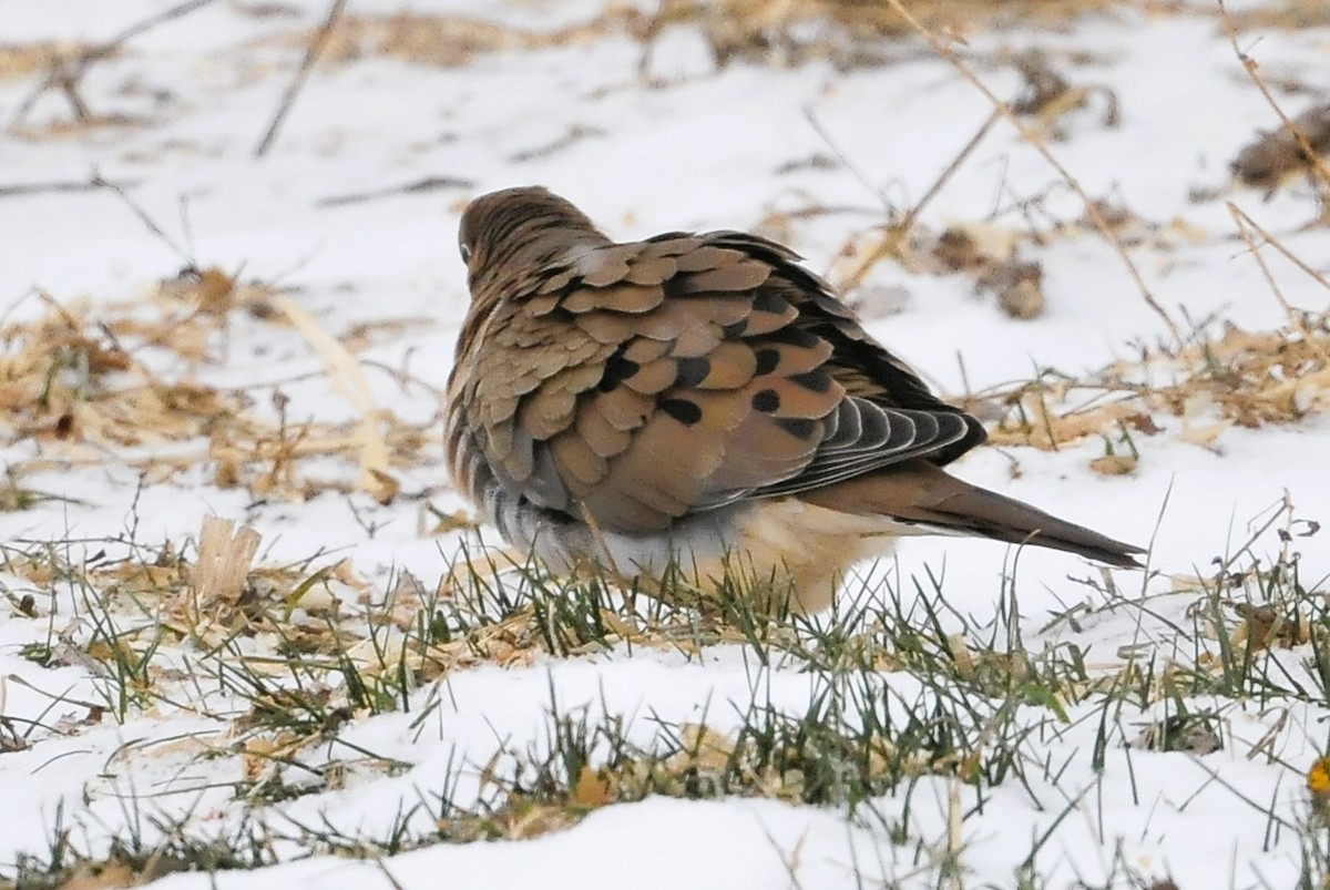 EBird Canada Checklist 15 Jan 2024 CA ON Lennox Chambers Rd 7   1200