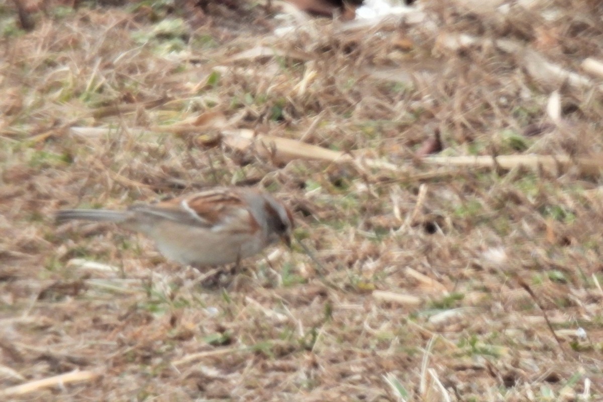 American Tree Sparrow - ML613581588