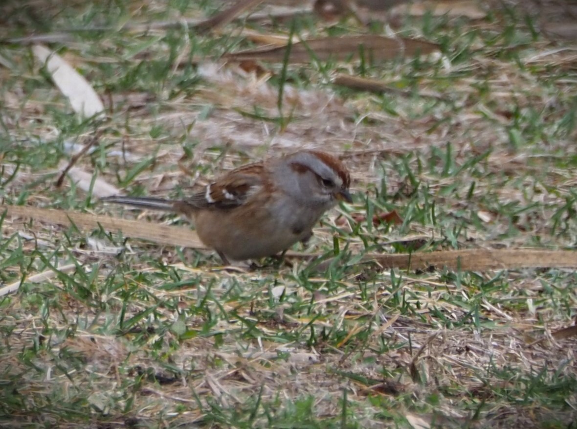 American Tree Sparrow - ML613581935