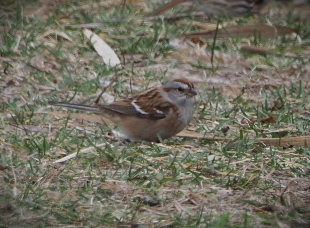 American Tree Sparrow - ML613581936