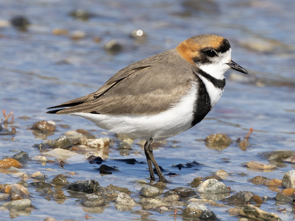 Two-banded Plover - ML613582010