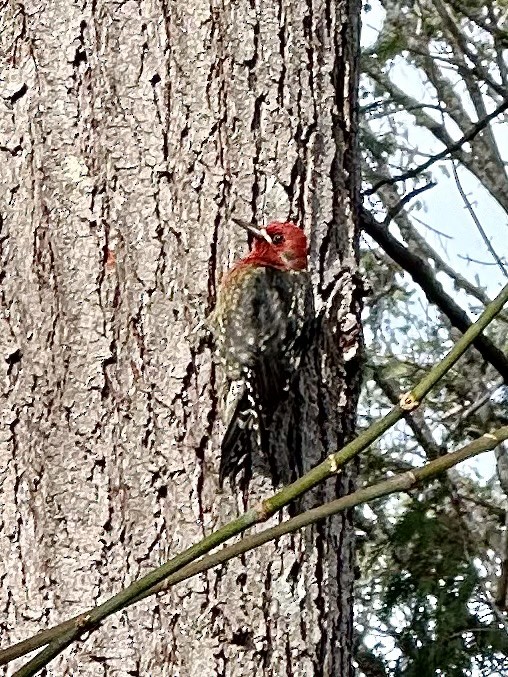 Red-breasted Sapsucker - ML613582369