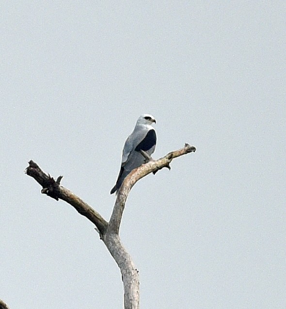 White-tailed Kite - ML613582387