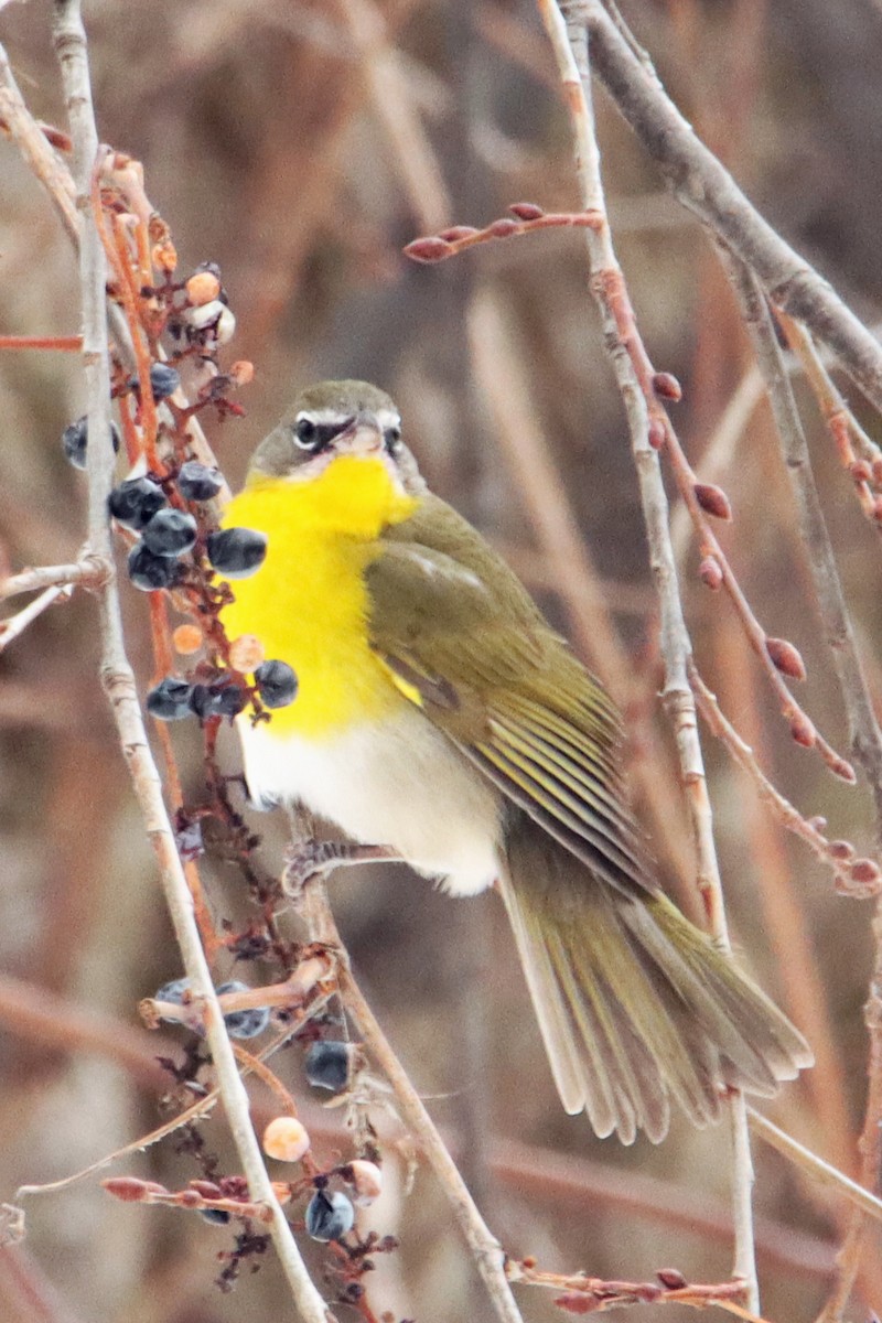 Yellow-breasted Chat (virens) - ML613582422