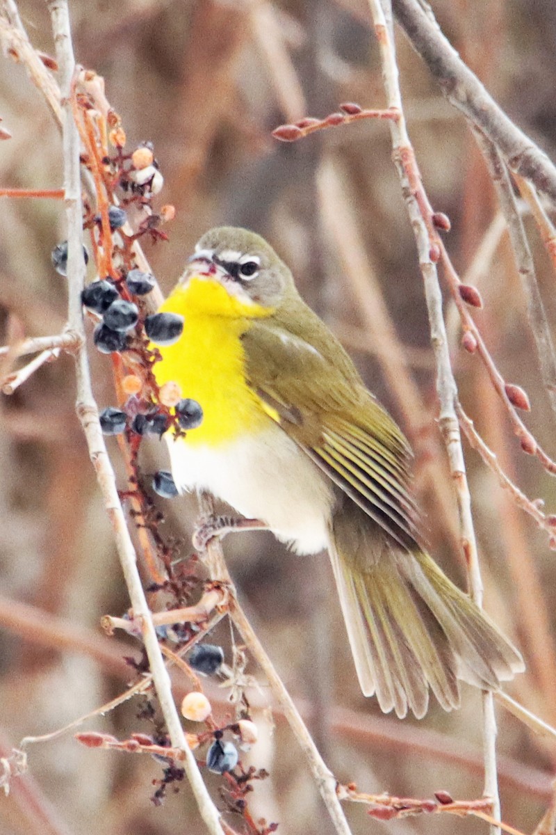 Yellow-breasted Chat (virens) - ML613582434