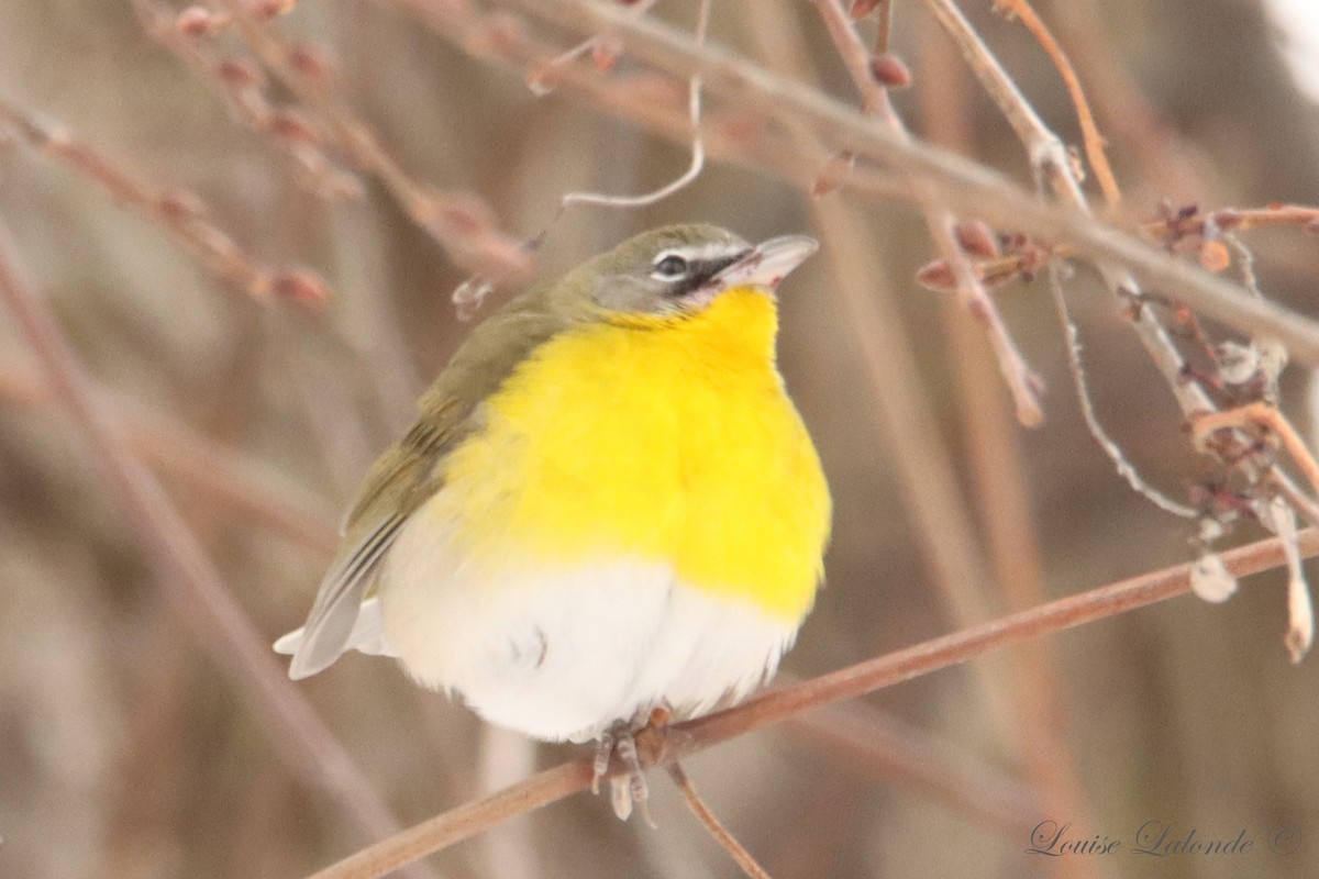 Yellow-breasted Chat (virens) - ML613582444