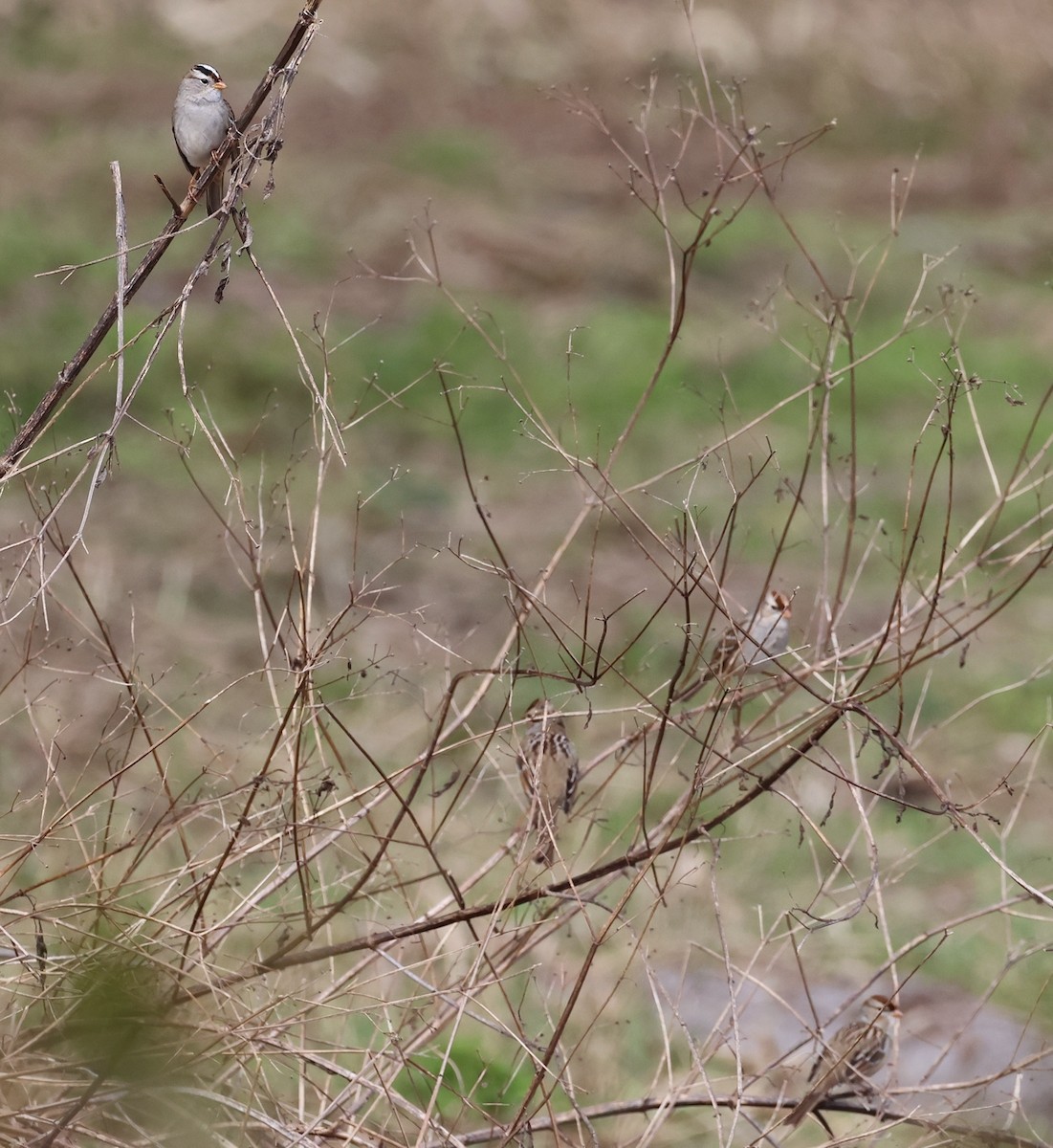 White-crowned Sparrow - Tom Hince