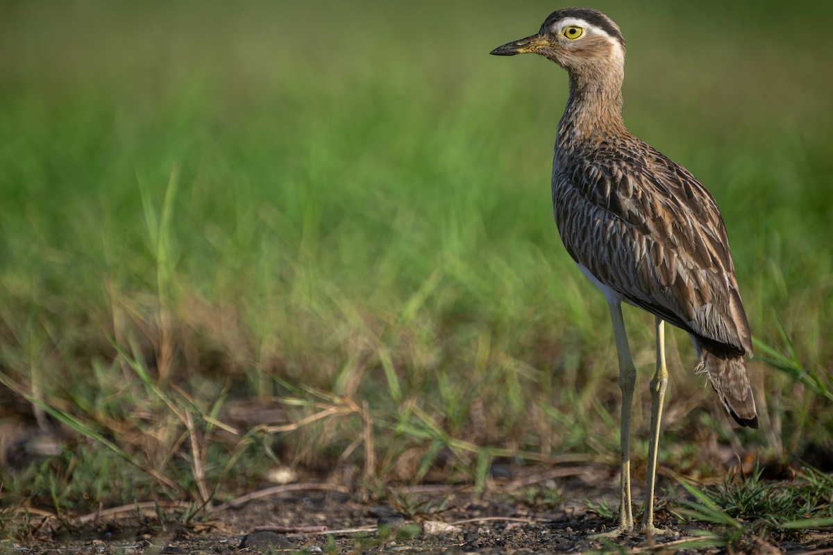 Double-striped Thick-knee - ML613582849
