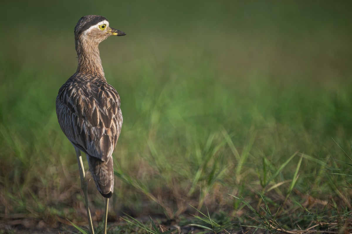 Double-striped Thick-knee - ML613582850
