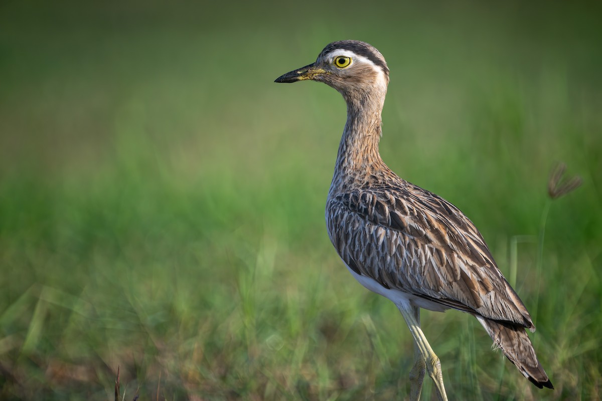 Double-striped Thick-knee - ML613582962