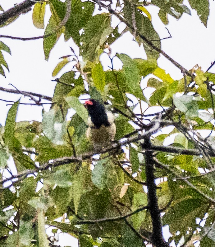 Red-billed Pied Tanager - ARTUR Souza