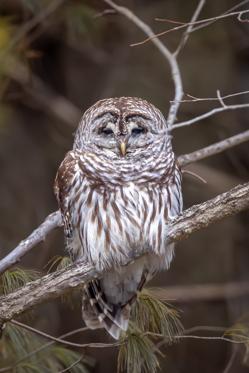 Barred Owl - ML613583514