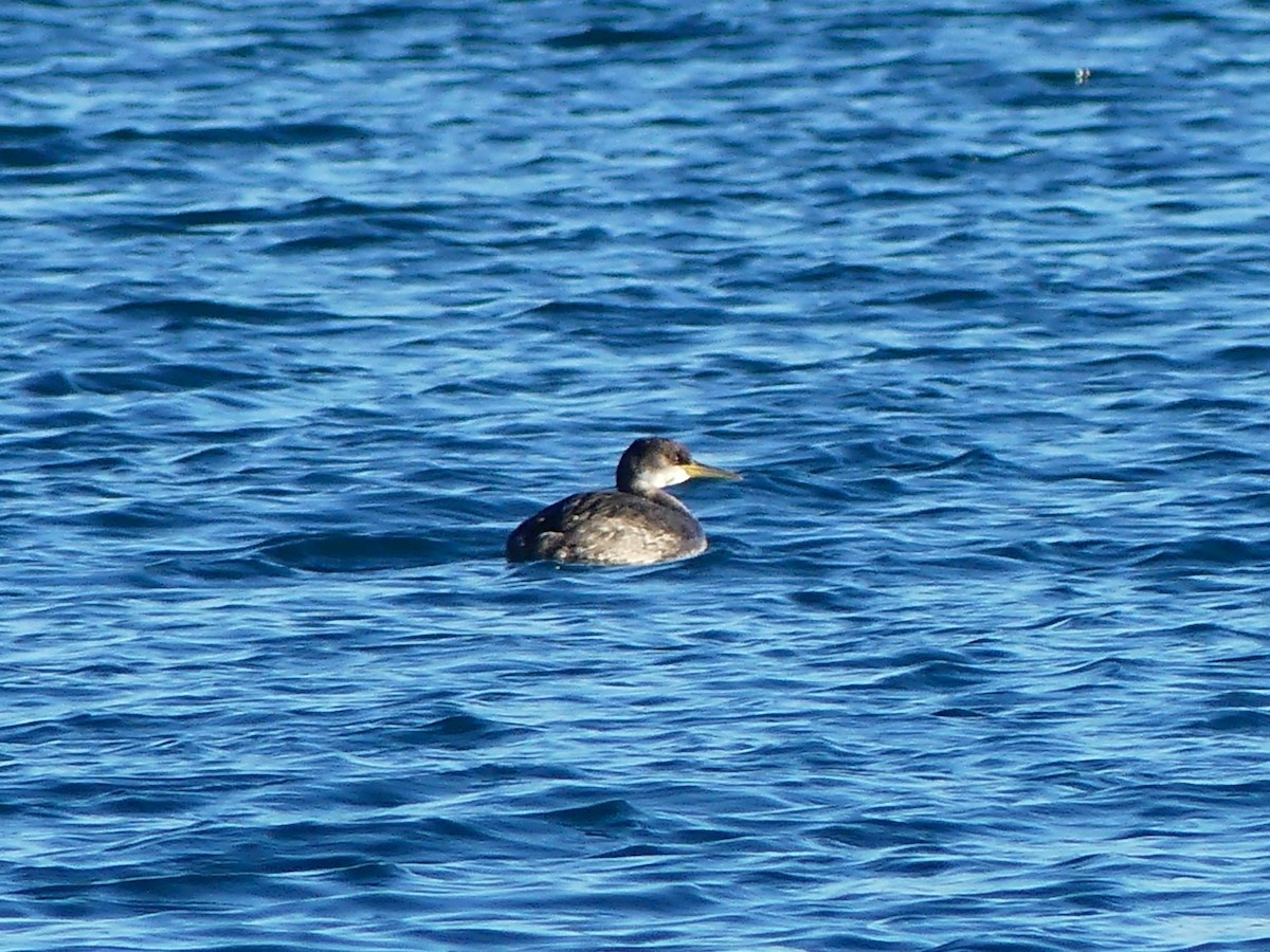 Red-necked Grebe - ML613583704