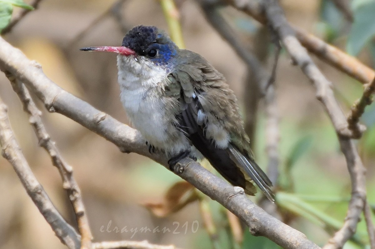 Violet-crowned Hummingbird - Ricardo Arredondo