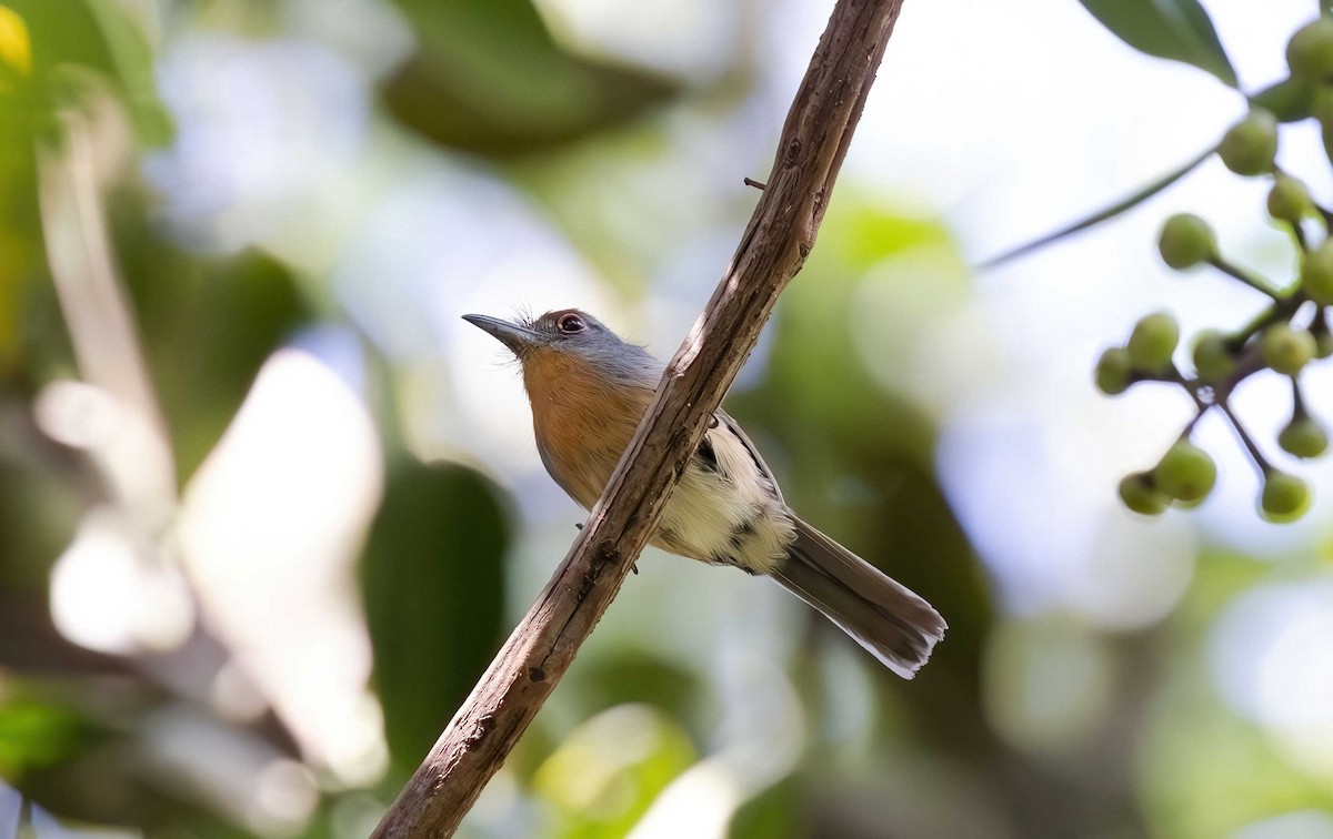 Rufous-capped Nunlet - ML613583710