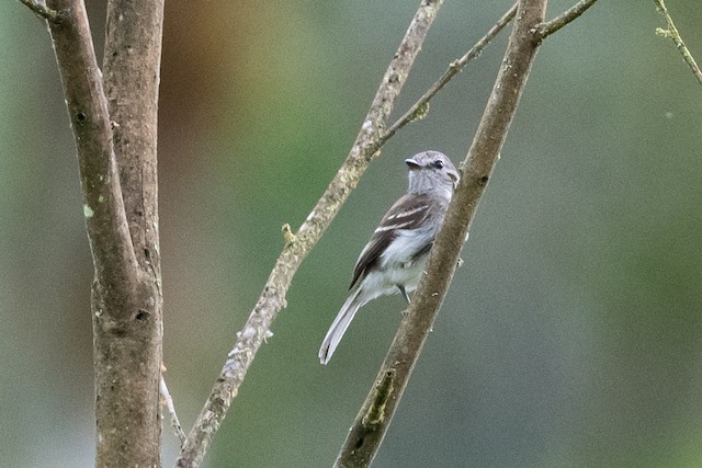 Mouse-gray Flycatcher