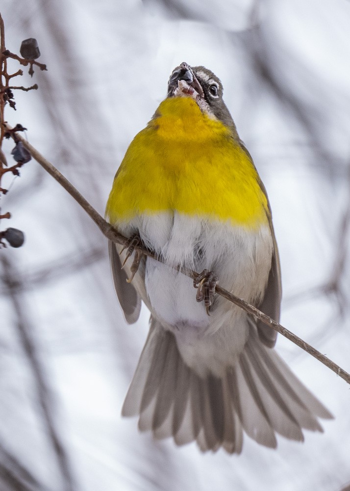 Yellow-breasted Chat - ML613583811