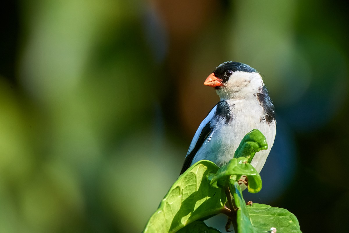 Pin-tailed Whydah - ML613583853