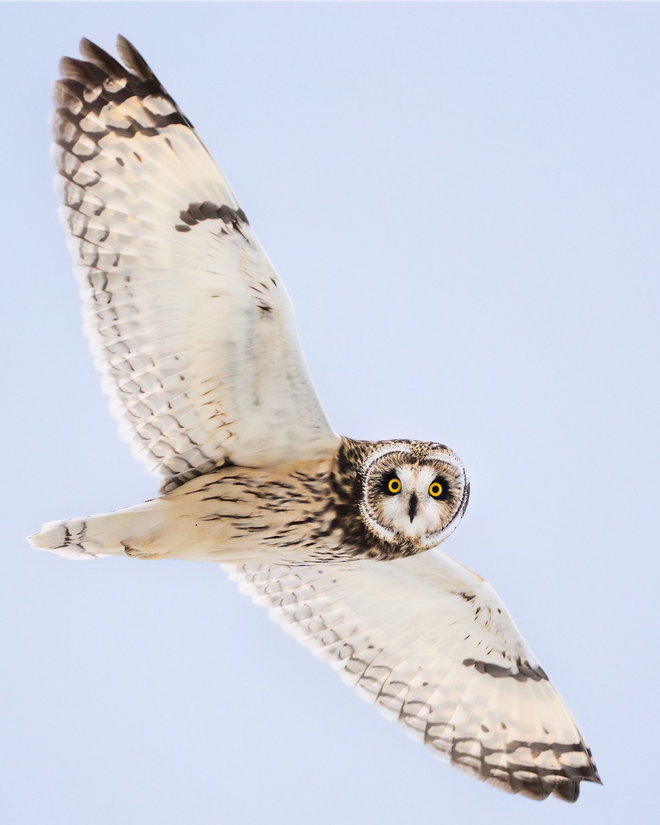 Short-eared Owl - Stephen Hurst