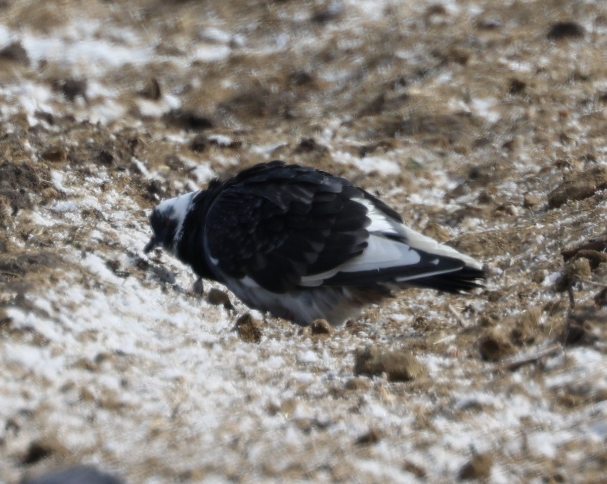 Rock Pigeon (Feral Pigeon) - ML613584302