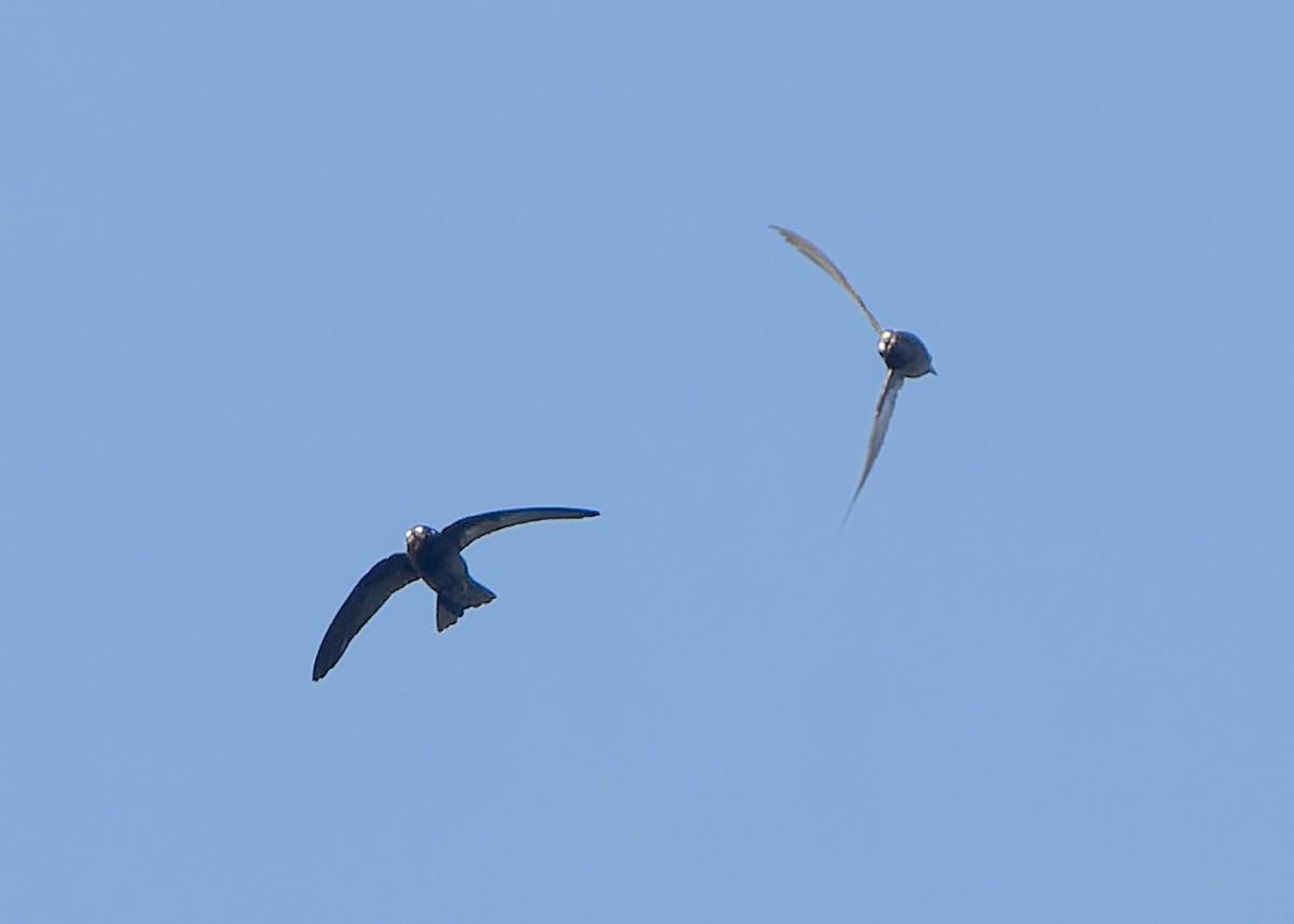 Spot-fronted Swift - ML613584308