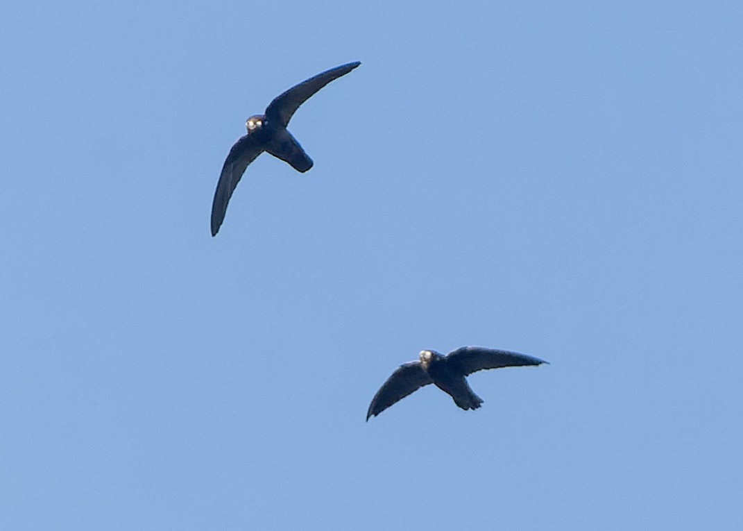 Spot-fronted Swift - ML613584309