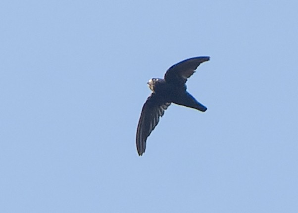 Spot-fronted Swift - ML613584313