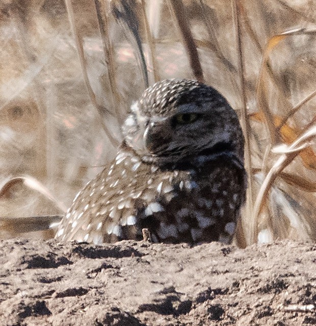 Burrowing Owl - ML613584401