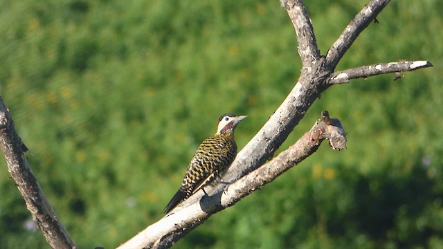 Green-barred Woodpecker - ML613584710