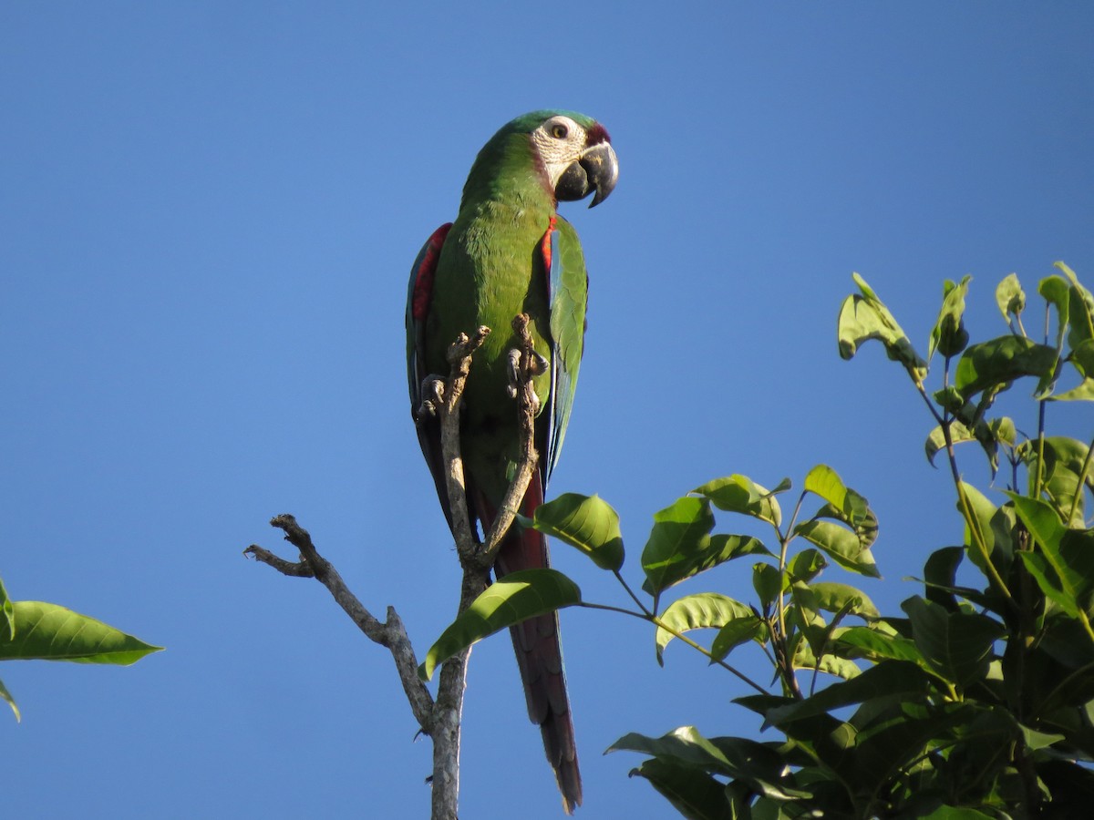Chestnut-fronted Macaw - ML613585108