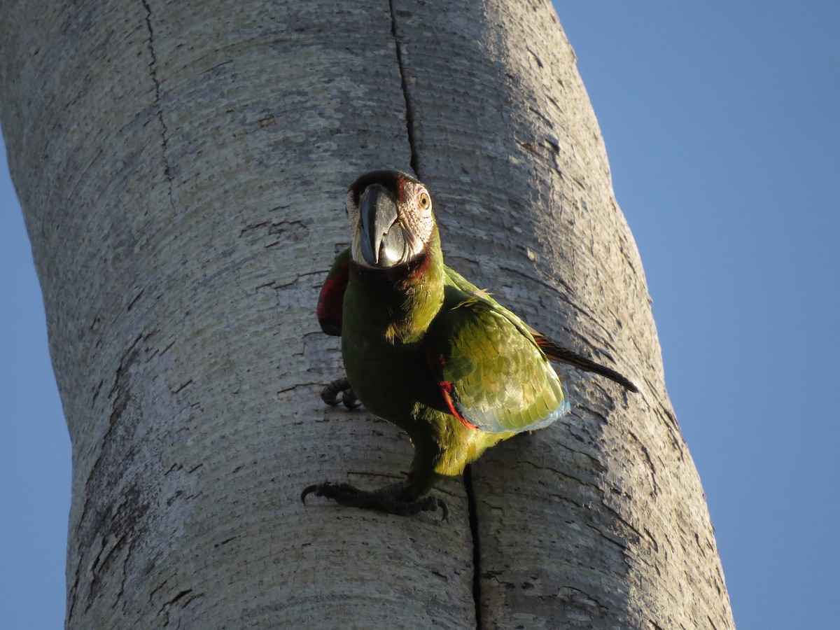 Chestnut-fronted Macaw - ML613585109