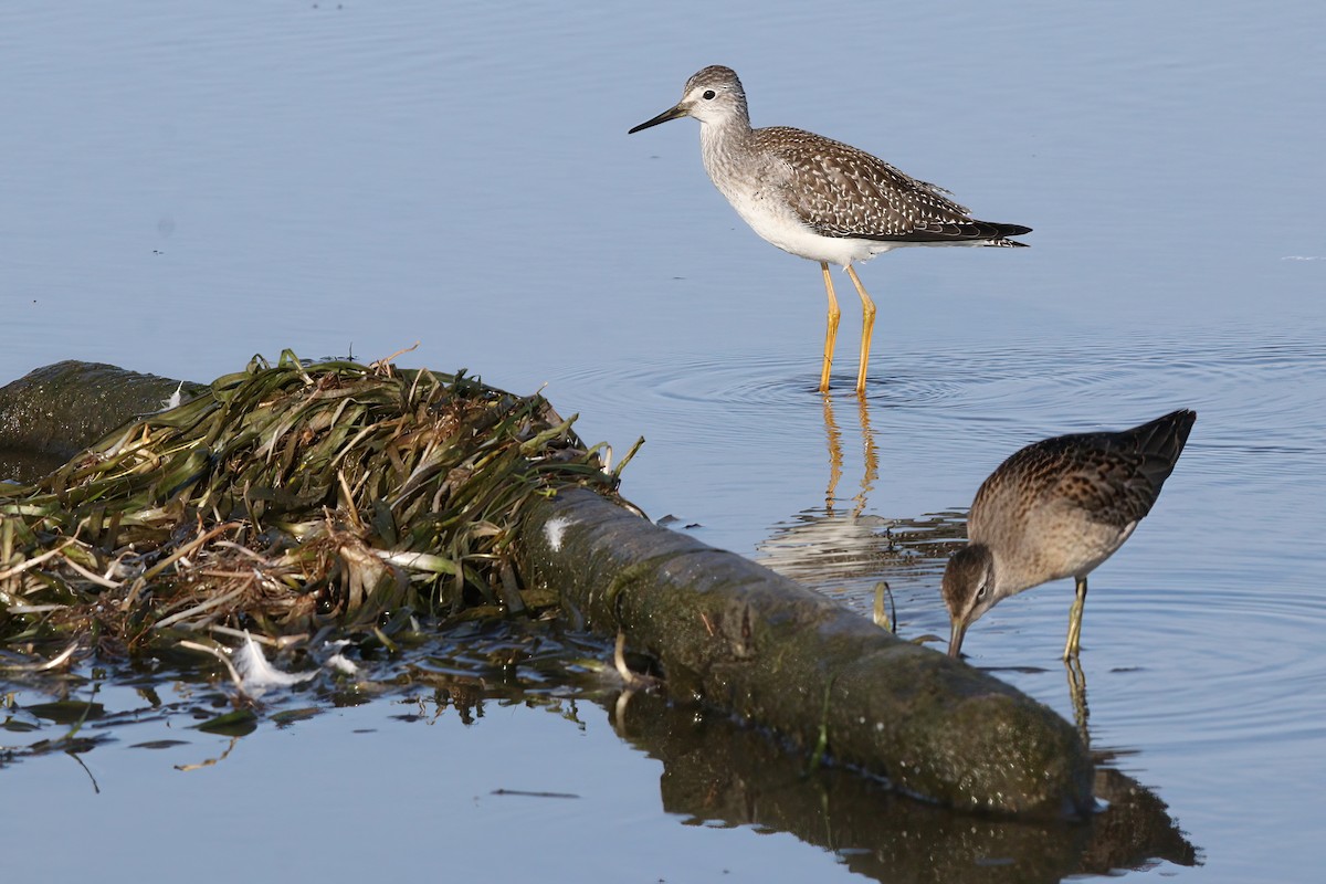 Long-billed Dowitcher - ML613585423