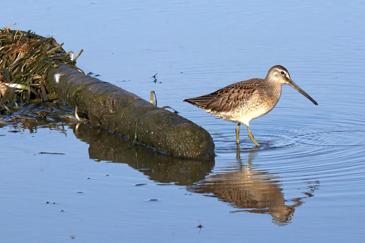 Long-billed Dowitcher - ML613585424