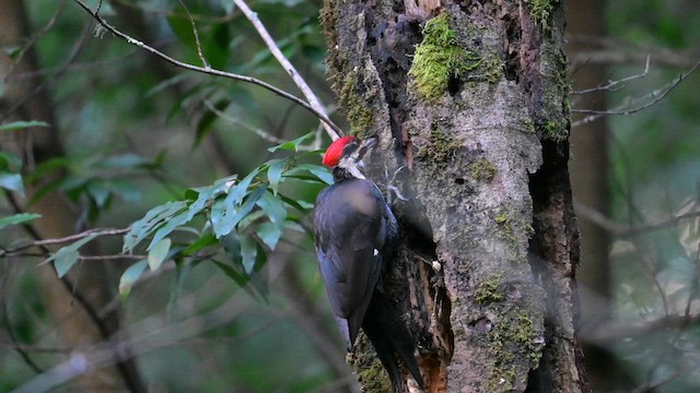 Pileated Woodpecker - ML613585441