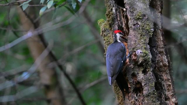 Pileated Woodpecker - ML613585444