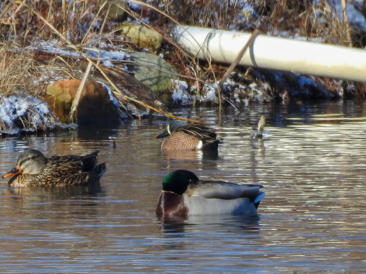 Blue-winged Teal - ML613585510