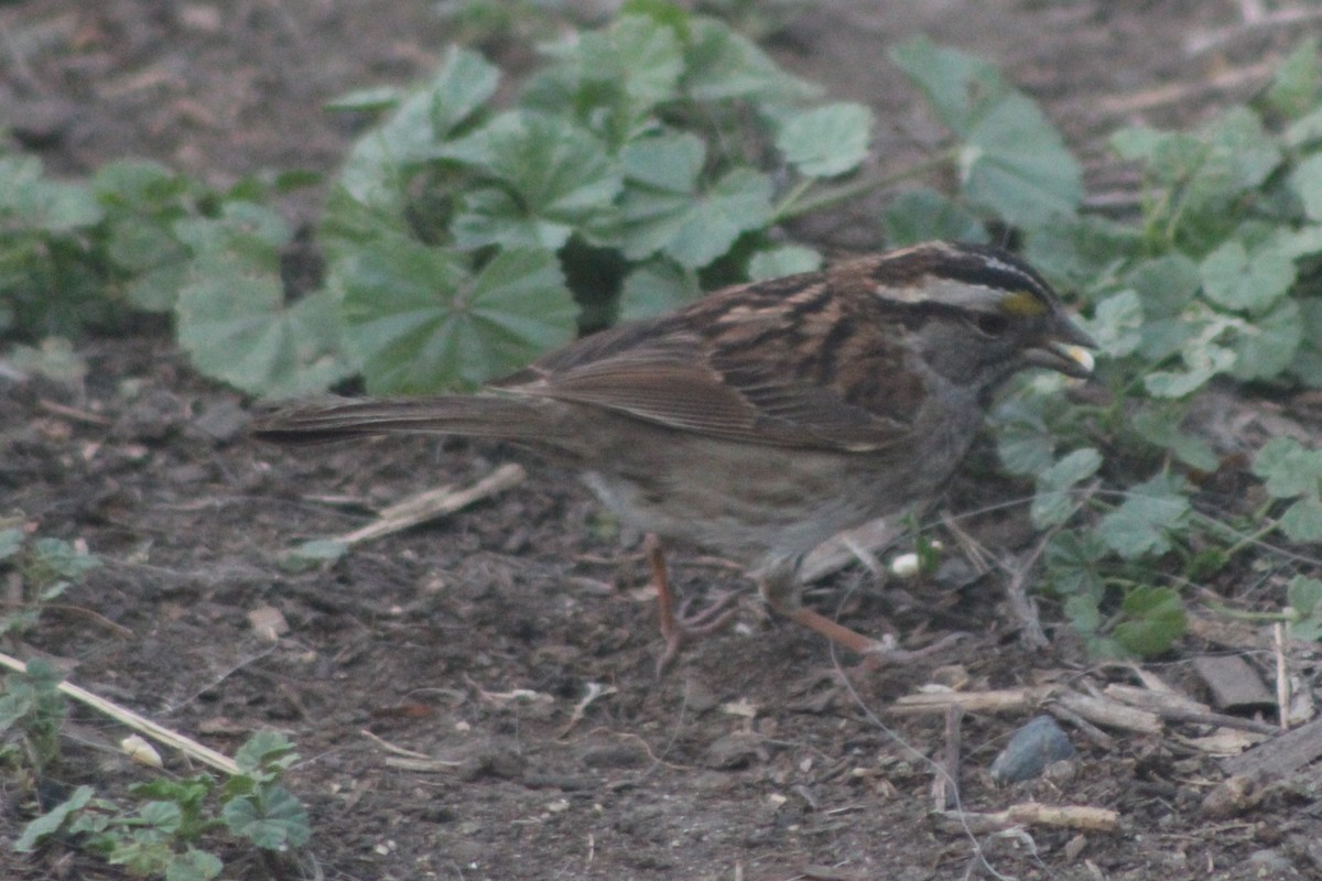 White-throated Sparrow - ML613585766