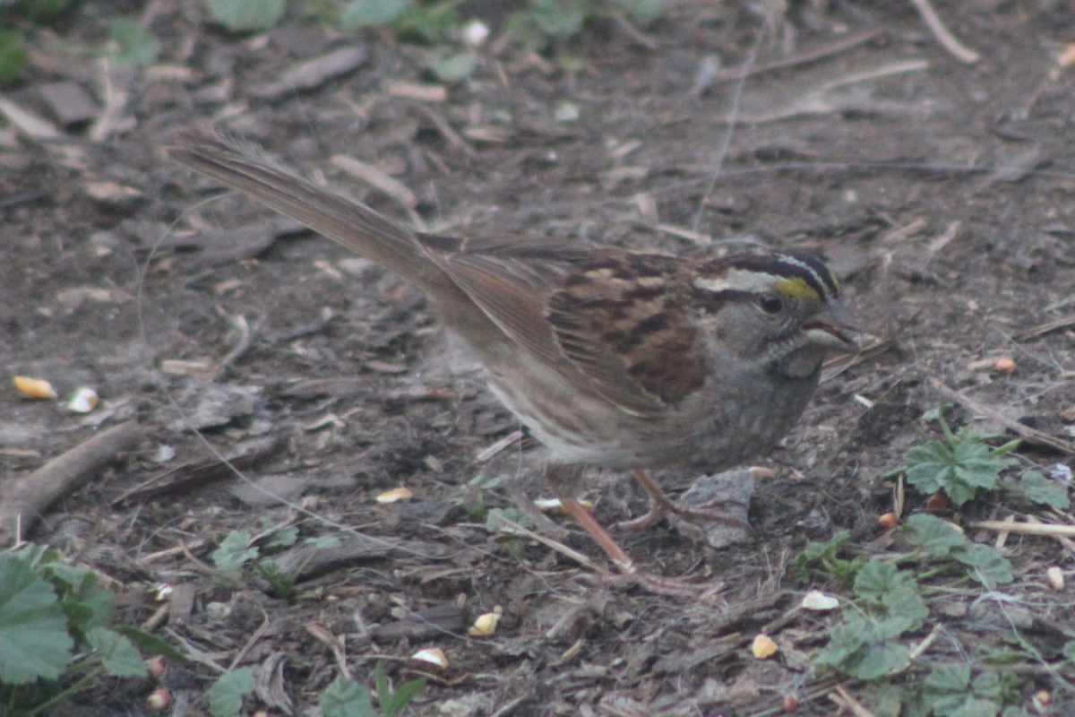 White-throated Sparrow - ML613585771
