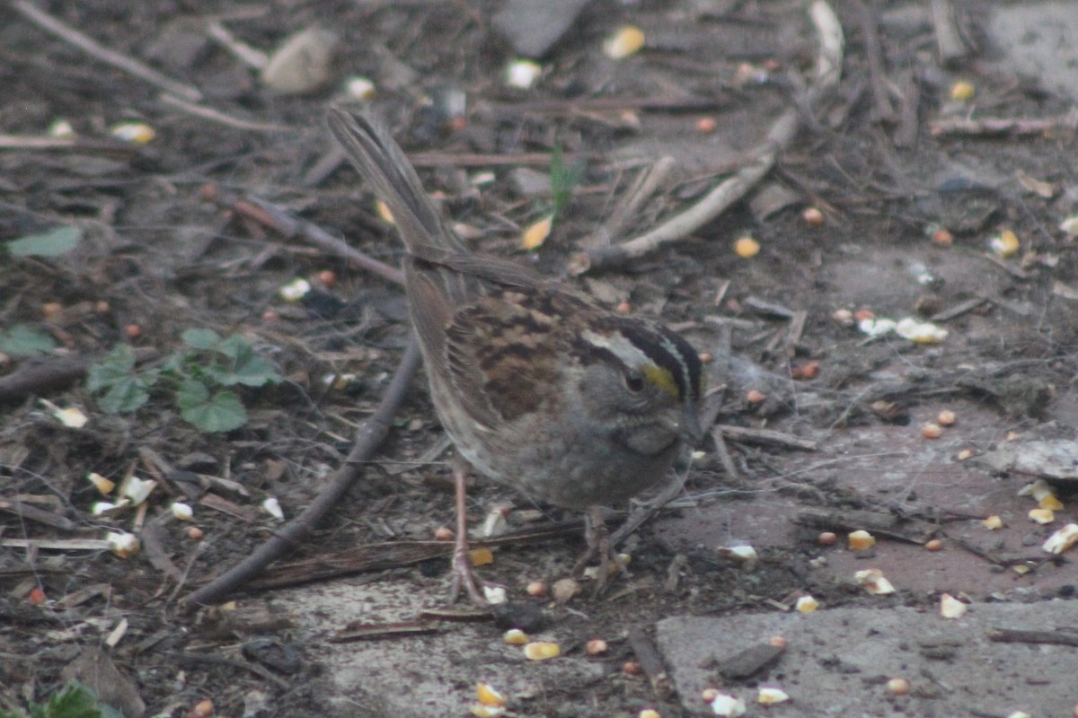 White-throated Sparrow - ML613585772