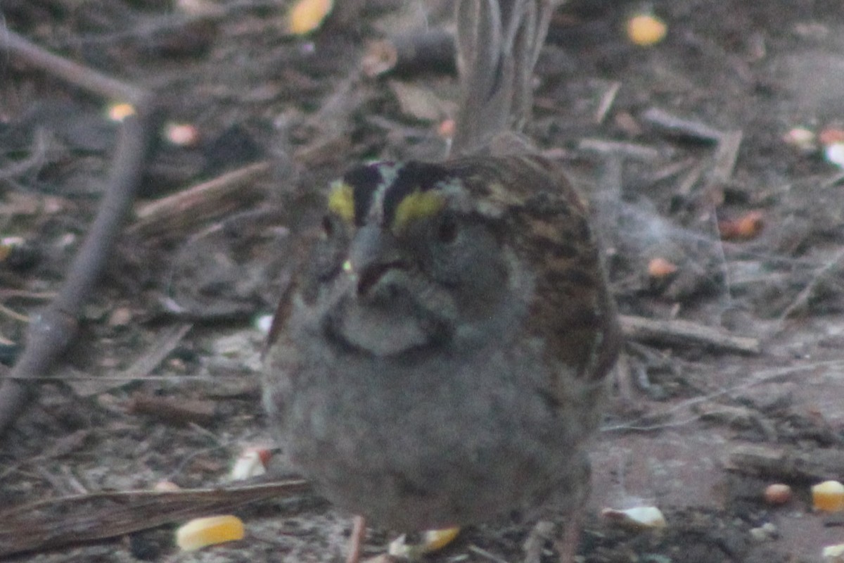 White-throated Sparrow - ML613585773