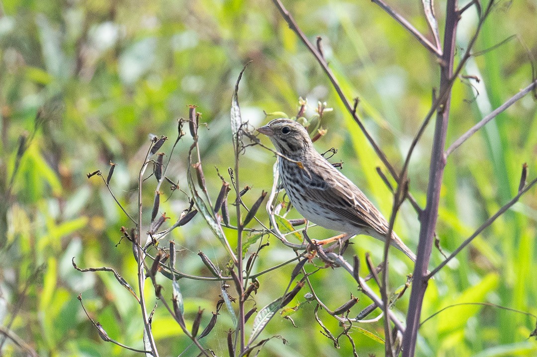 Savannah Sparrow - ML613585783
