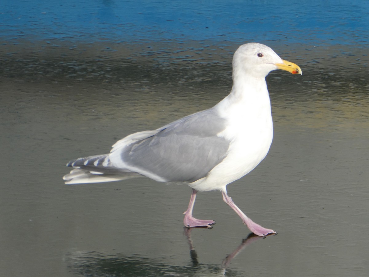 Glaucous-winged Gull - Farshad Pourmalek