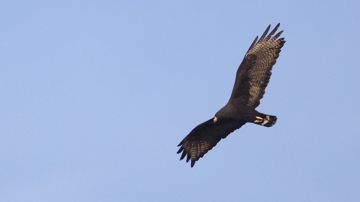 Zone-tailed Hawk - ML613585864