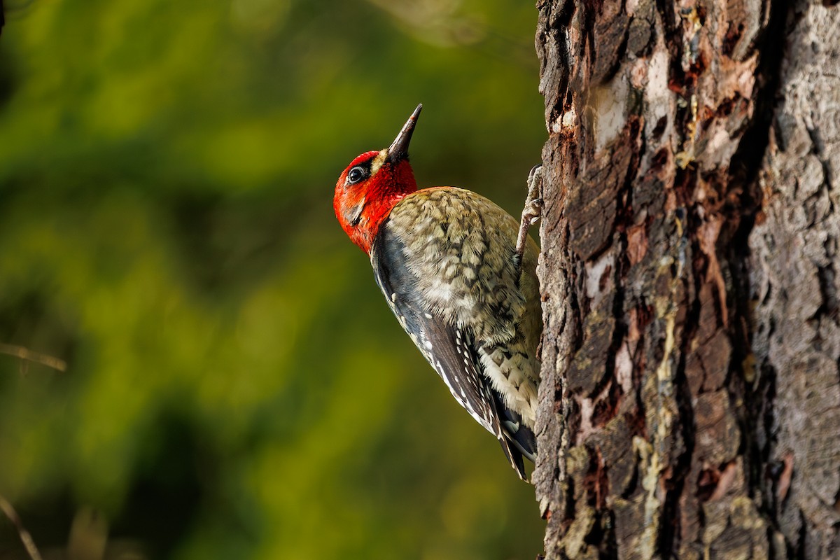 Red-breasted Sapsucker (ruber) - Frank Lin